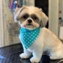 Photo of Clean & Cute Pet Grooming