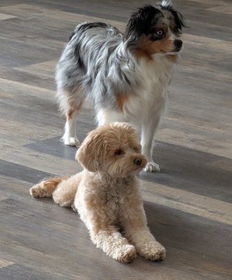 Hearth & Hound by null