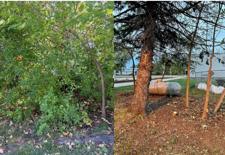 PHENOMELAWN Updated September 2024 10 Photos Tomah, Wisconsin