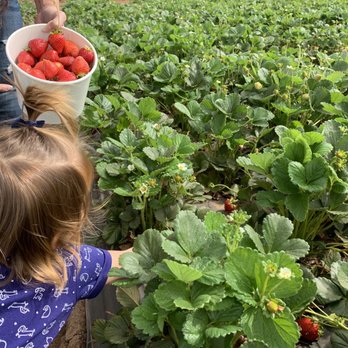 Kenny's Strawberry Farm - Strawberry field - Fruits & Veggies Near Me - Fallbrook, California