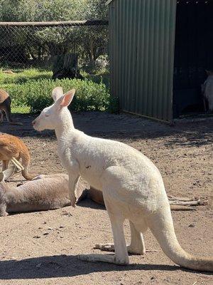 Caversham Wildlife Park by null