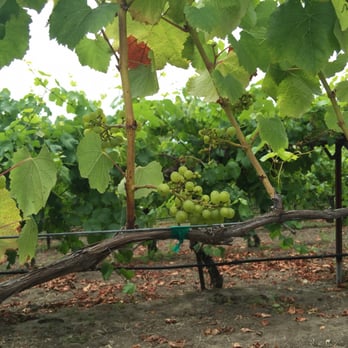 Nicholson Vineyards Winery - Harvest - Wineries Near Me - Aptos, California