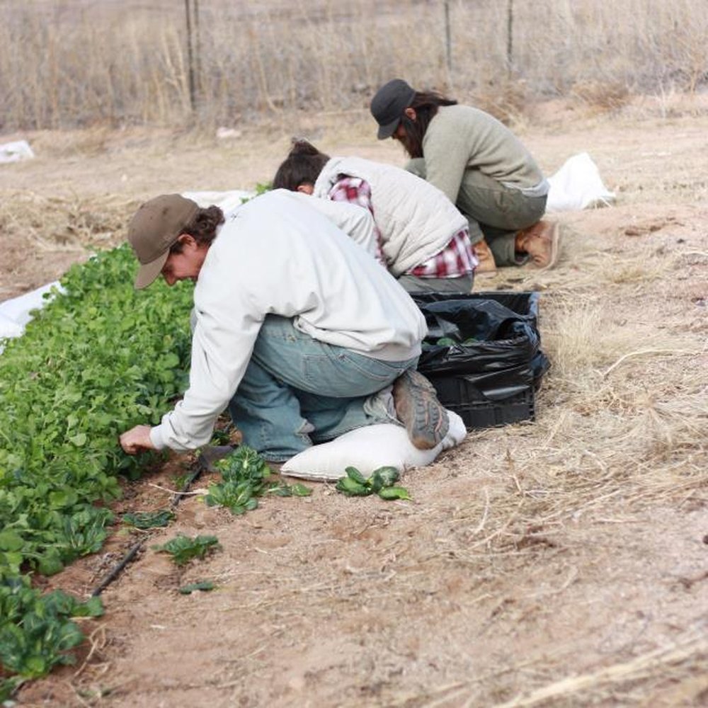 Sleeping Frog Farms - a group of people working on a farm - Farmers Market Near Me - Benson, Arizona Sleeping Frog Farms - a group of people working on a farm - Farmers Market Near Me - Benson, Arizona