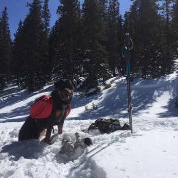 Pavlov Dog Training - Pet Training Near Me - Denver, Colorado Pavlov Dog Training - Pet Training Near Me - Denver, Colorado