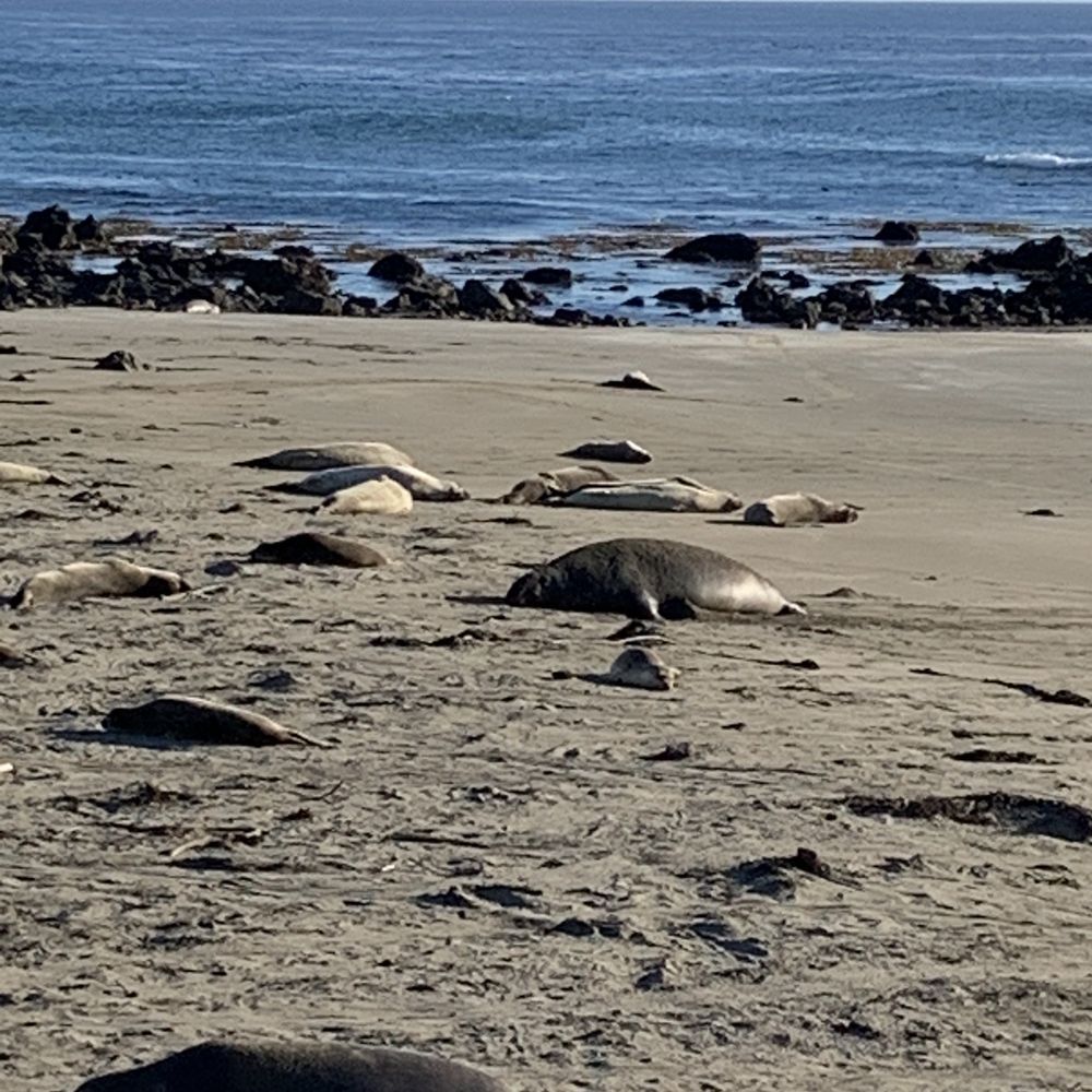 Boucher Trail - Elephant seals - Hiking Near Me Boucher Trail - Elephant seals - Hiking Near Me