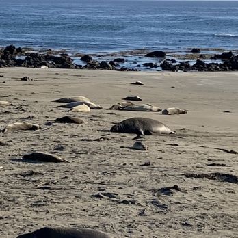 Boucher Trail - Elephant seals - Hiking Near Me