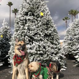 Star, Sparkle & Judah love walking around the Trees and smelling different scents.