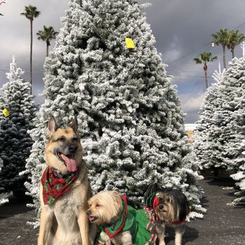 Tree Kings Christmas Tree Lot - Star, Sparkle & Judah love walking around the Trees and smelling different scents. - Christmas Trees Near Me - Buena Park, California