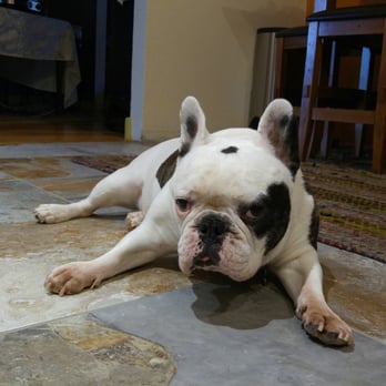 D Ciulla Flooring - Neko loves our new floors! - Flooring Near Me - Kirkland, Washington