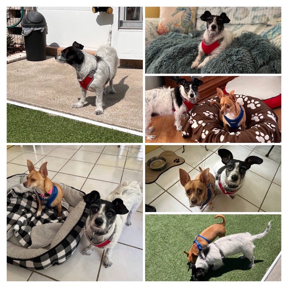 Nanny Jan’s Pawsome Pet Care Image
