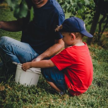 Sugar Hill Berry Farm - Father & son picking muscadines - Fruits & Veggies Near Me - Murrayville, Georgia Sugar Hill Berry Farm - Father & son picking muscadines - Fruits & Veggies Near Me - Murrayville, Georgia