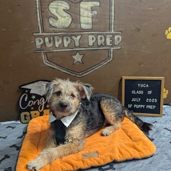 SF Puppy Prep - Pet Training Near Me - San Francisco, California SF Puppy Prep - Pet Training Near Me - San Francisco, California
