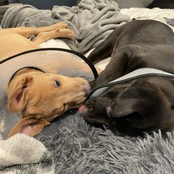 Downtown Animal Care Center