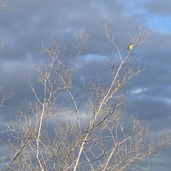 Zanjero Park - Birds flew in then out, but sky was awesome. - Parks Near Me - Gilbert, Arizona Zanjero Park - Birds flew in then out, but sky was awesome. - Parks Near Me - Gilbert, Arizona