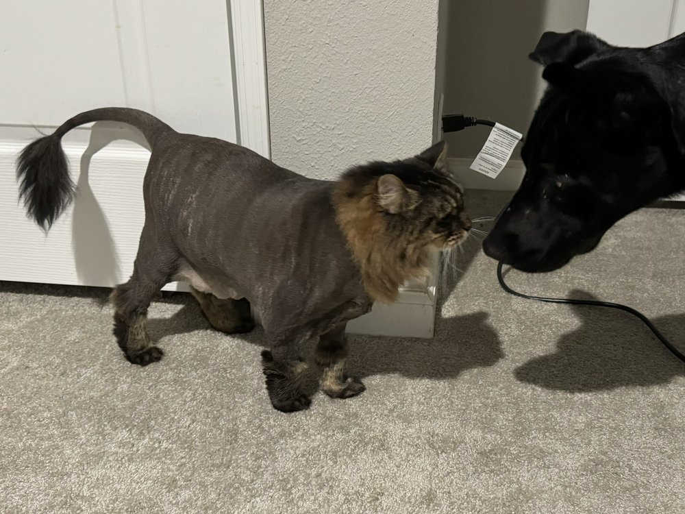 CATS IN THE CITY Updated September 2024 78 Photos & 110 Reviews