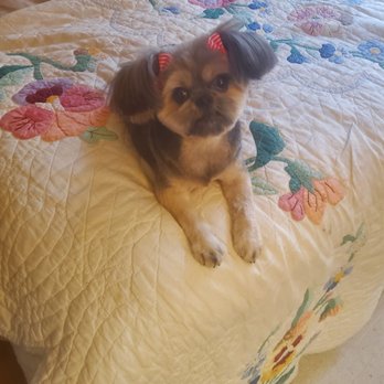 Pajaro Valley Veterinary Hospital - My little girl who died of cancer. - Veterinarians Near Me - Freedom, California