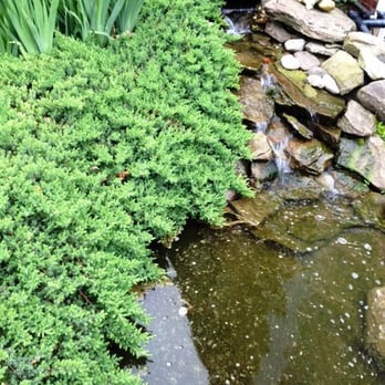 Ely Funeral Home - Our Koi fish water fall - Funeral Services & Cemeteries Near Me - Neptune, New Jersey Ely Funeral Home - Our Koi fish water fall - Funeral Services & Cemeteries Near Me - Neptune, New Jersey