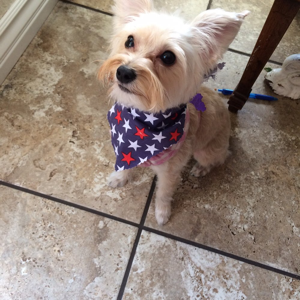 Alta Pet Center - I love her new haircut. Jorge is so good with her! - Pet Groomers Near Me - Upland, California Alta Pet Center - I love her new haircut. Jorge is so good with her! - Pet Groomers Near Me - Upland, California