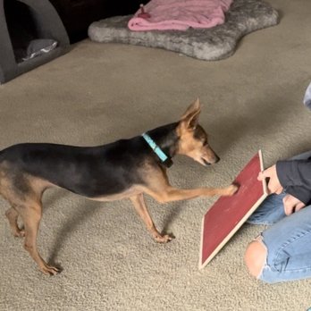 ProDog Hawaii - Pet Training Near Me ProDog Hawaii - Pet Training Near Me