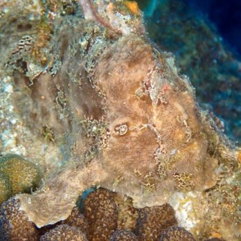 Oahu Travel Divers - Frog Fish - Scuba Diving Near Me Oahu Travel Divers - Frog Fish - Scuba Diving Near Me