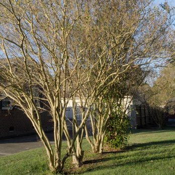 Walt's Tree & Stump Removal - Before - Tree Services Near Me - Yorktown, Virginia Walt's Tree & Stump Removal - Before - Tree Services Near Me - Yorktown, Virginia