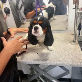 Wow! My dog - Pet Groomers Near Me Wow! My dog - Pet Groomers Near Me