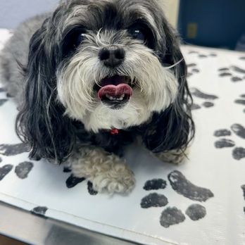 Village Animal Clinic - #shihpooJax - Veterinarians Near Me - Mobile, Alabama Village Animal Clinic - #shihpooJax - Veterinarians Near Me - Mobile, Alabama