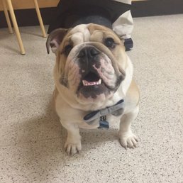 Our fur baby on his graduation day! Kayla was a fun teacher!