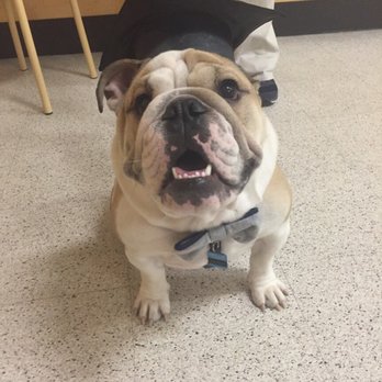 PetSmart - Our fur baby on his graduation day! Kayla was a fun teacher! - Pet Training Near Me - Spanish Springs, Nevada