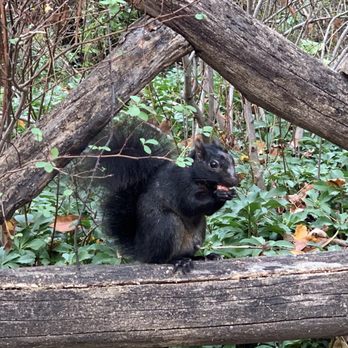 Central Park Conservancy - The only BlackSquirrel in the park,the other squirrels ignored him so I only fed him.F those racists squirrels #BlackSquirrelLivesMatter - Parks Near Me - New York, New York Central Park Conservancy - The only BlackSquirrel in the park,the other squirrels ignored him so I only fed him.F those racists squirrels #BlackSquirrelLivesMatter - Parks Near Me - New York, New York