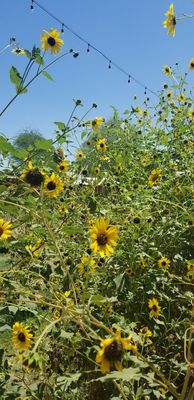 Morning Glory Cafe by null