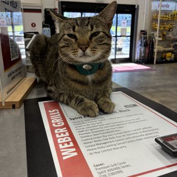 Germantown Hardware & Paint - He's named Teddy - Hardware Stores Near Me - Germantown, Tennessee Germantown Hardware & Paint - He's named Teddy - Hardware Stores Near Me - Germantown, Tennessee