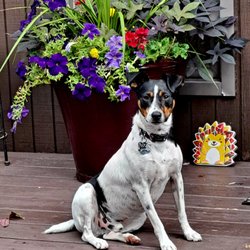 Story County Veterinary Clinic - Bodie age 2
