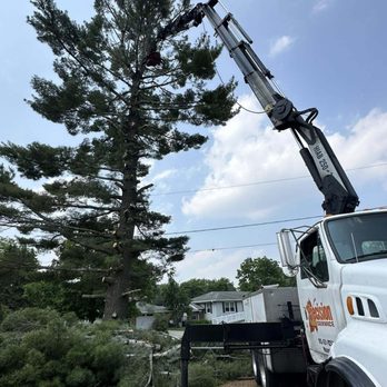 Precision Tree Service - Tree Services Near Me