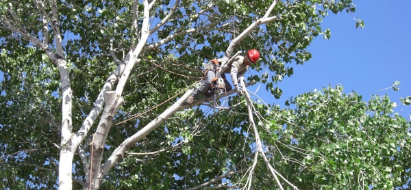 WISE TREE CARE - Updated June 2026 - 20 Photos & 29 Reviews - 1600 ...