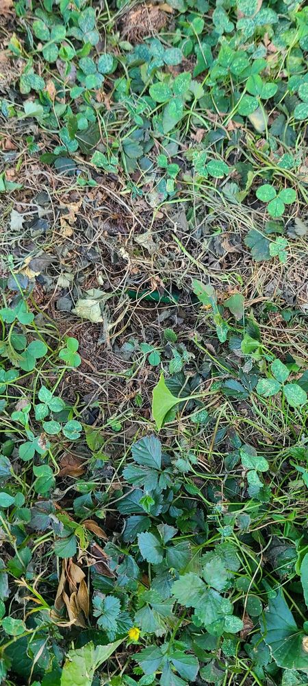 Slide of Tom Drexler