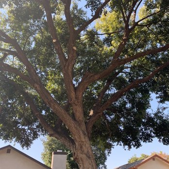Forrest Tree Service - Cleaned up Hackberry - Tree Services Near Me - North Highlands, California Forrest Tree Service - Cleaned up Hackberry - Tree Services Near Me - North Highlands, California