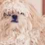 Photo of Little Diggers Dog & Cat Grooming