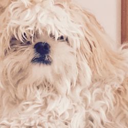 Little Diggers Dog & Cat Grooming