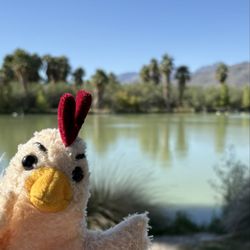 Agua Caliente Park - Beautiful Agua Caliente.