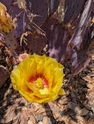 Chamizal National Memorial by null