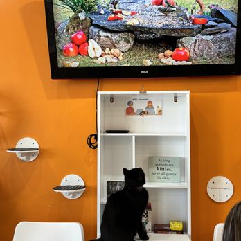 Mew Haven Cat Cafe - Pet Adoption Near Me - New Haven, Connecticut Mew Haven Cat Cafe - Pet Adoption Near Me - New Haven, Connecticut