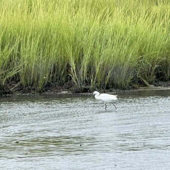 Skimmer Salt Marsh Safari - Egret - Boat Charters Near Me - Cape May, New Jersey Skimmer Salt Marsh Safari - Egret - Boat Charters Near Me - Cape May, New Jersey