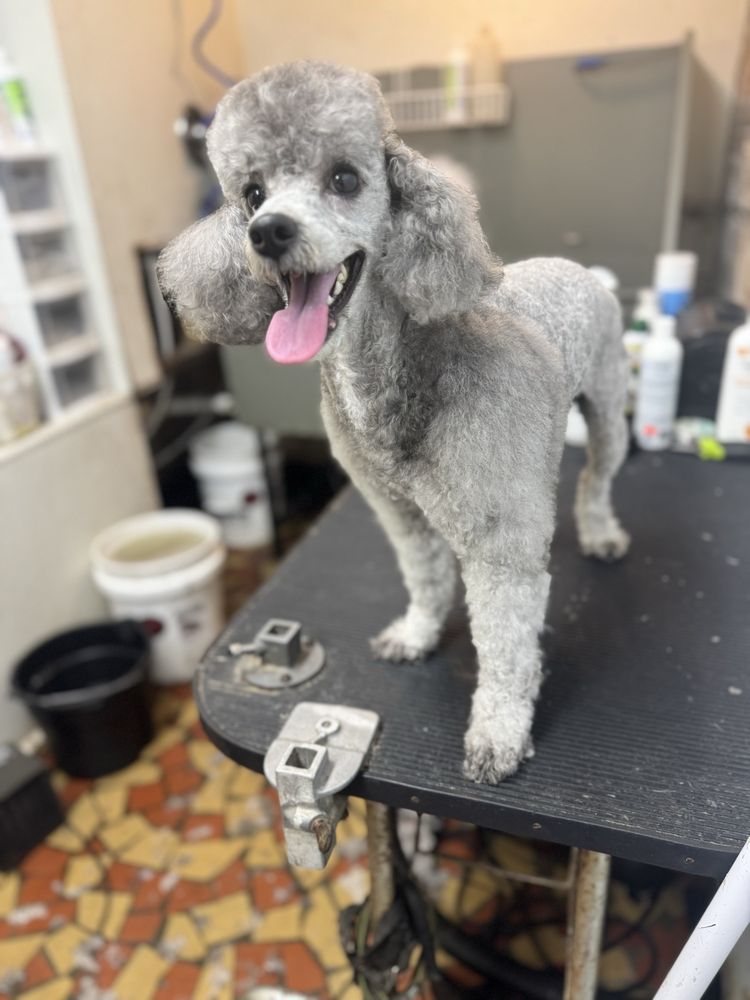 Super Starr Pets - pet boarding facility in Columbia, SC