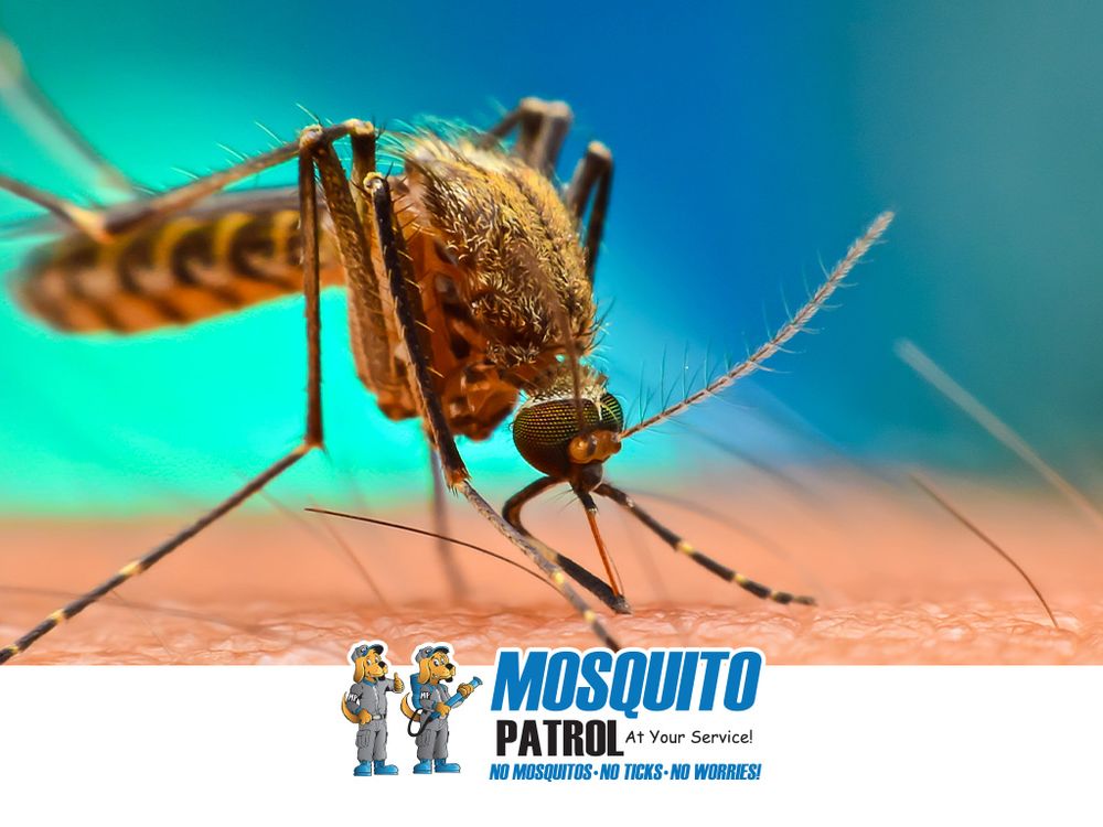 NJ MOSQUITO PATROL Updated October 2024 Request a Quote