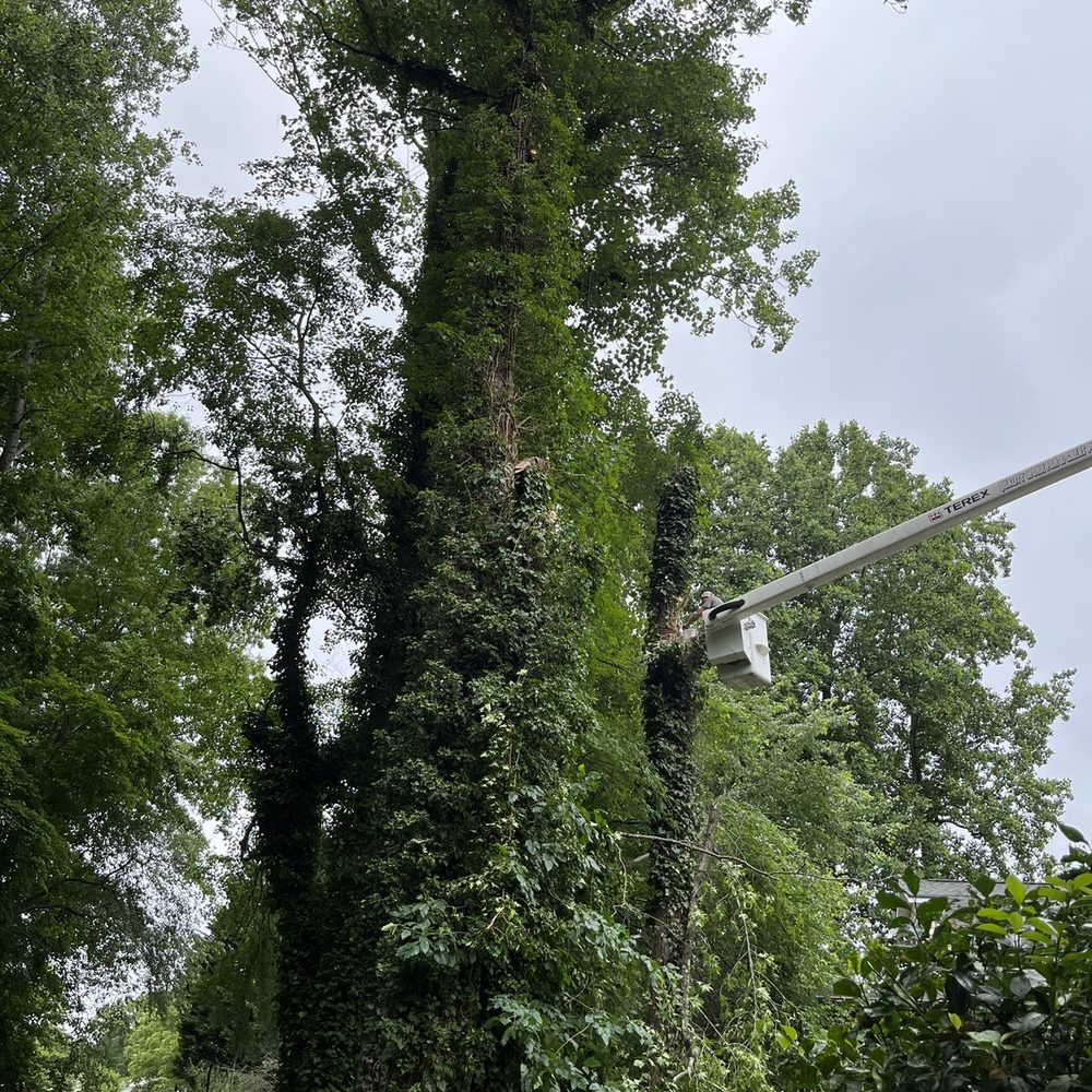 Clark's Tree Express - Each tree was carefully broken down in easy to manage sections - Tree Services Near Me - Huntersville, North Carolina Clark's Tree Express - Each tree was carefully broken down in easy to manage sections - Tree Services Near Me - Huntersville, North Carolina