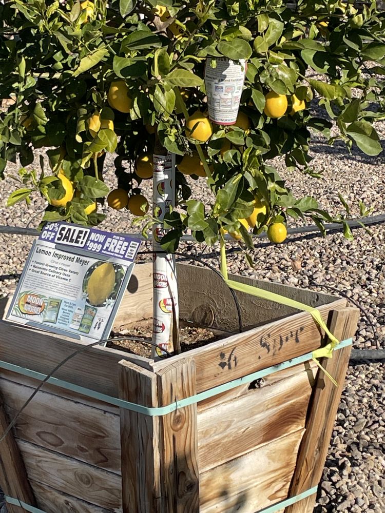 MOON VALLEY NURSERIES Updated July 2024 91 Photos & 31 Reviews