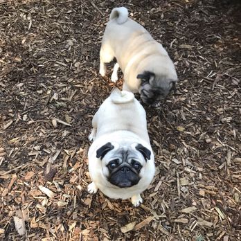 Pampered Pets and Plants - Pet Sitting Near Me Pampered Pets and Plants - Pet Sitting Near Me