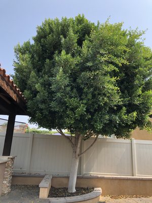 Spring is Here BOOK Today! - Your trees need a trim, shrubs looking drab. Be sure to call today and book your consultation.