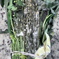 Edible Arrangements - Mold covered flowers